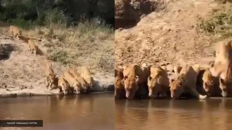 15 Lionesses drink water at Gujarat's Gir forest in a 'rare sight': Watch video Lioness drinking water