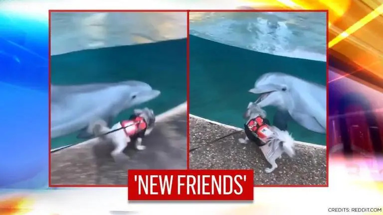 'New friends': Dog and dolphin's playtime video leaves netizens in awe; watch dog