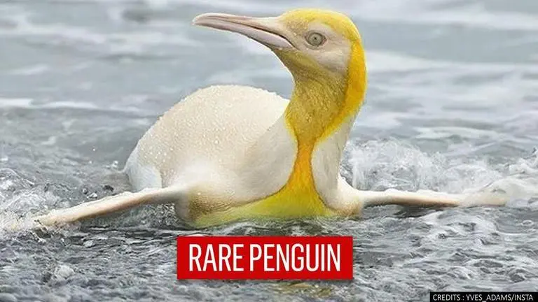 Penguin