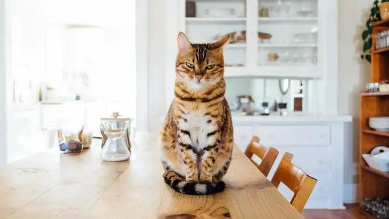 Missing pet cat 'Alfie' returns home after 12 years for 'comfortable retirement' cat