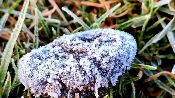 Ooty Turns into Iceland, Frost in Nilgiri as Minimum Temperature Drops Below 2.5°C | PICS Ooty, the popular hill station in the southern state of Tamil Nadu, saw the mercury drop below 2.5°C
