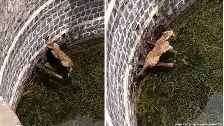 Madhya Pradesh: Leopard rescued from well using ladder and rope Madhya Pradesh
