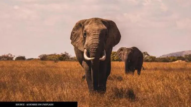 Zimbabwe investigates mysterious deaths of 11 elephants