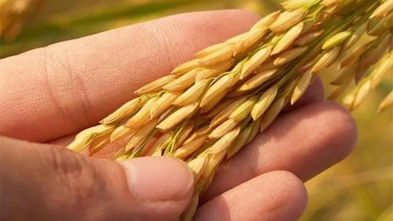 India to allow rice export to Singapore to help meet its food security requirements Rice export