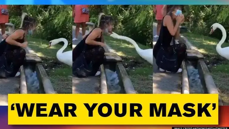 Swan corrects the mask of woman amid COVID-19, netizens say animal world is smarter