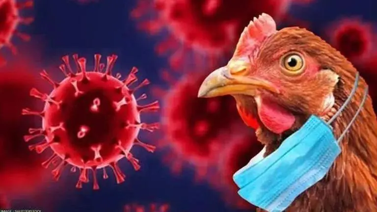 WHO issues 'alarming' warning, says recent Bird Flu outbreak can infect humans 'easily' Bird flu