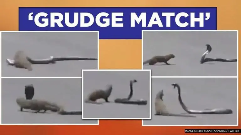 Mongoose fights cobra in the middle of the road, video leaves netizens 'fascinated' Mongoose