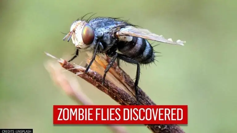Zombie flies