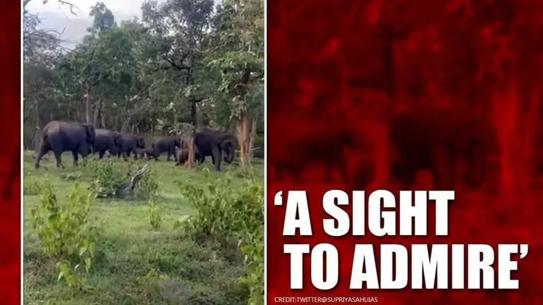 Tamil Nadu: Video of elephant family roaming in forest leaves netizens overjoyed Tamil Nadu: Video of 'beautiful' elephant family marching ahead leaves netizens overjoyed