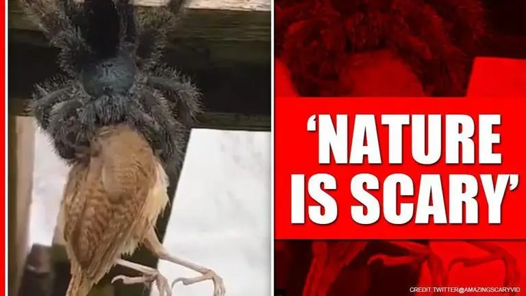 'Really scary': Huge spider feasting on entire bird leaves netizens horrified | WATCH huge spider