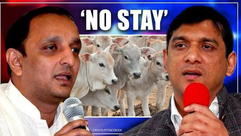 Amid BJP fury, Congress rules out scrapping cow protection scheme in Maharashtra Congress