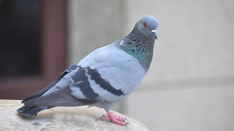 UK welcomes back racing pigeon 'Bob' that turned up 4000 miles away in US Pigeon Bob