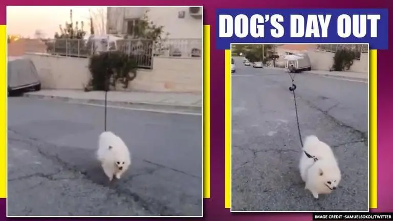 Video: Israeli man walks his dog via drone amid coronavirus crisis This Israeli man's video on Facebook amid corona virus outbreak is winning hearts