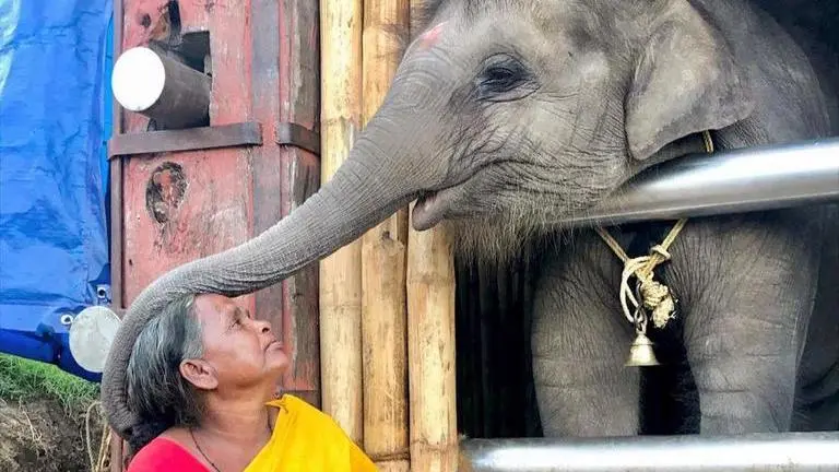 The Elephant Whisperers