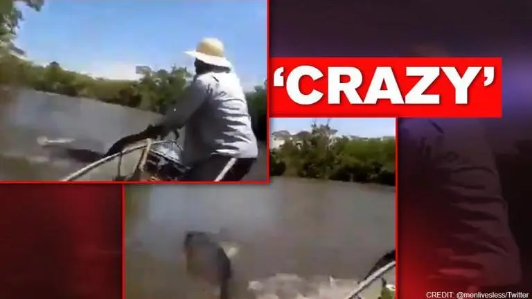 ‘Wrong animal’: Man tries to pull anaconda from water, netizens horrified wrong animal