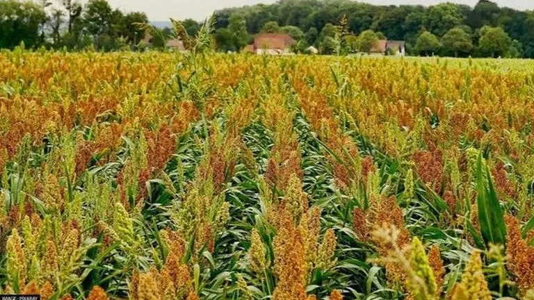 Researchers discover genes to increase size of Sorghum grains University of Queensland