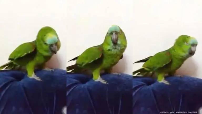 Parrot singing Beyonce's hit song 'If I were a boy' leaves netizens stunned | Watch video (Image Credits: tillwaterfall/Twitter)
