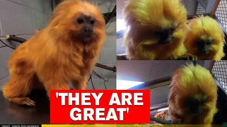 Adorable video of golden lion tamarin monkey siblings breaks internet; Watch lion
