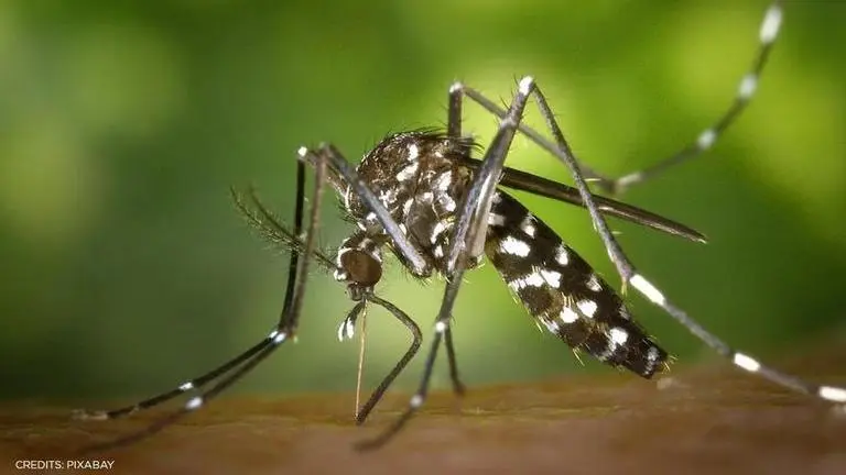 Indonesia: Mosquitoes infected with 'Wolbachia' bacteria reduce dengue cases by 77% Modified Mosquitoes