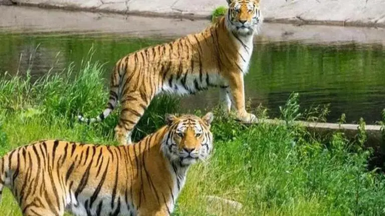 Tiger census 2022
