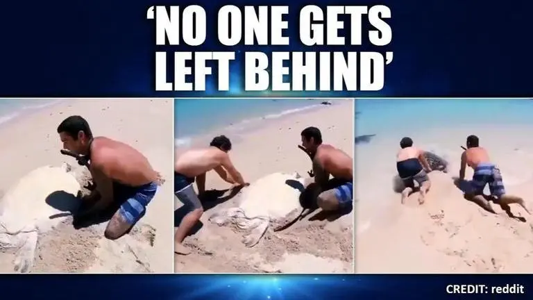 Video of YouTuber Brodie Moss rescuing a sea turtle wins internet YouTuber helping stuck sea turtle is making social media users smile