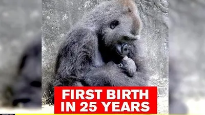 Good News: New Orleans zoo celebrates birth of critically endangered baby gorilla New Orleans