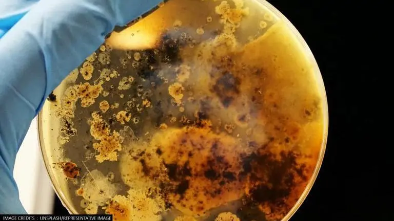 Study shows bacteria 'could learn' how to predict the future Bacteria