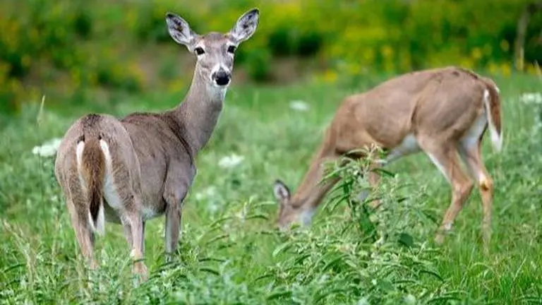 COVID-19: In US, Omicron variant detected in white-tailed deer, first among wild animals US