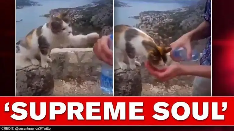 Stray cat asks human for ‘few drops of water’, video melts hearts CAt
