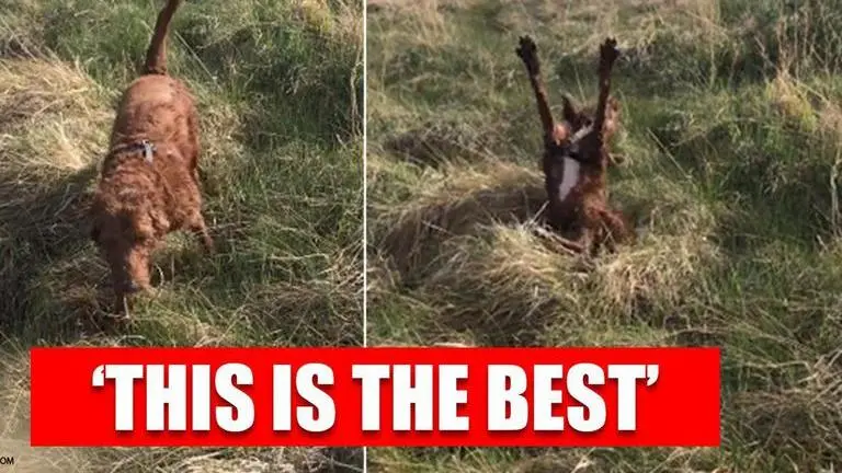 Dog perfectly lands on its paws, netizens amazed by its 'gravity-defying skills' Dog perfectly lands on its paws, netizens amazed by its 'gravity defying skills'