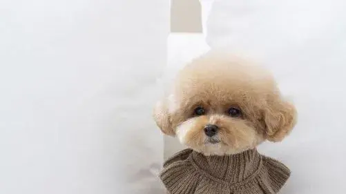 Winter pet care tips for your furry friends 7 important things for every pet parent