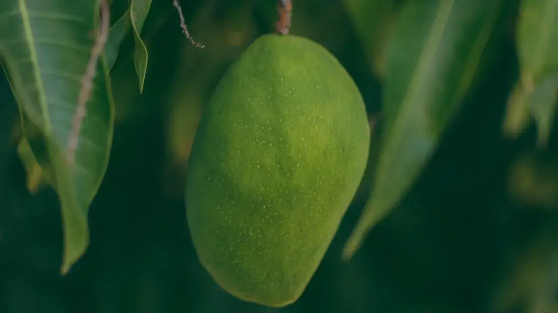 Description of the pic