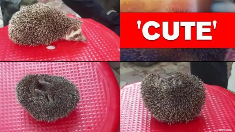 Gujarat: Wildlife Rescue Trust saves 'rare' hedgehog in Vadodara Gujarat: Wildlife Rescue Trust saves 'Rare' hedgehog in Vadodara