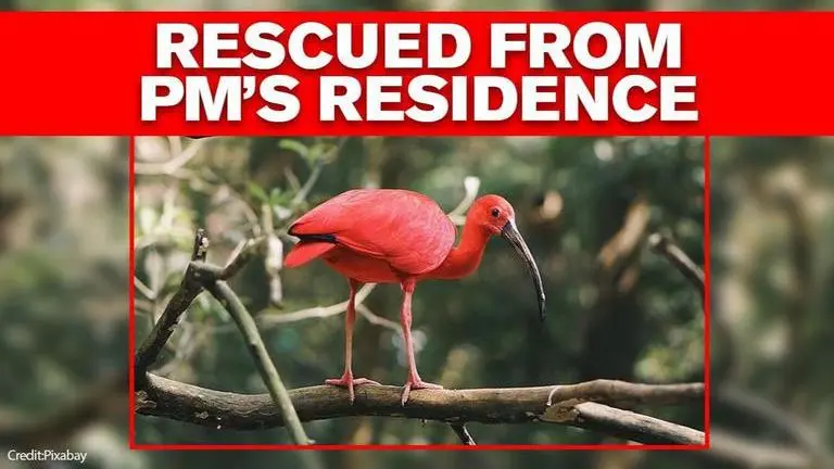 Ibis bird collapses due to heat, rescued from PM Modi's residence Ibis