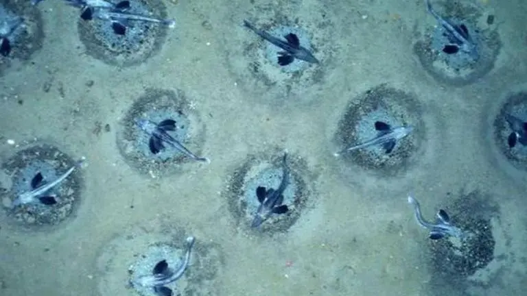 Antarctica: Largest fish breeding ground comprising 60Mn icefish discovered in Wedell Sea Antarctica