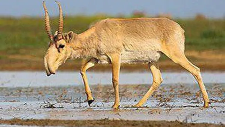 Almost extinct Saiga antelopes remerge in Kazakhstan following conservation efforts antelope