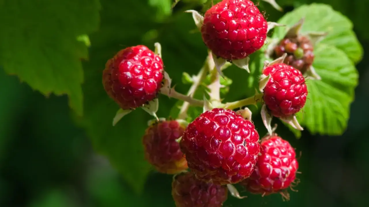 Eye health to slow ageing, Health benefits of raspberries 8 benefits of Raspberry