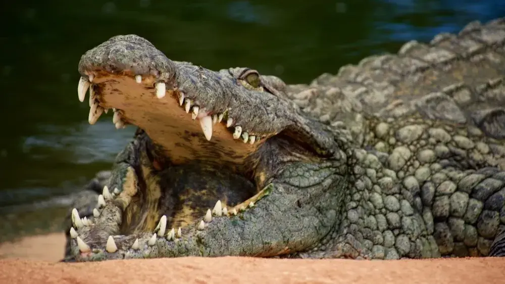 The video shows a man swallowed by a crocodile comes out of its jaw alive..