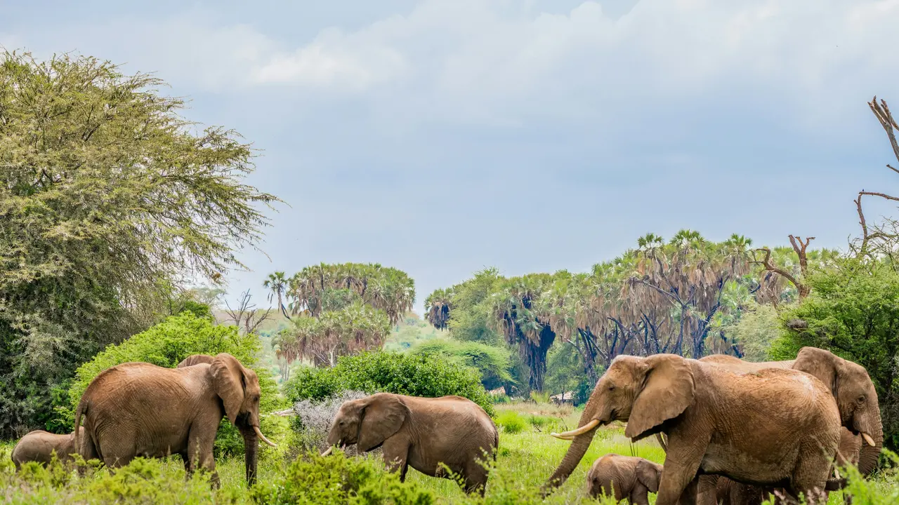 World Wildlife Day 2024 - History, Significance,Theme, And More World Wildlife Day 2024 - History, Significance,Theme