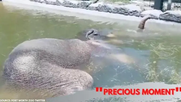 This elephant video taking a really peaceful nap in water takes internet by storm; watch Elephant video