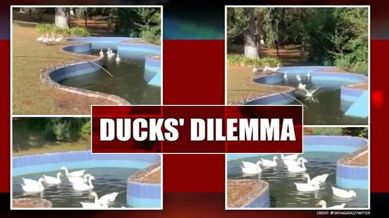Meghalaya Governor Tathagata Roy shares video of Ducks' dilemma; watch what happens next Ducks swim in a pool
