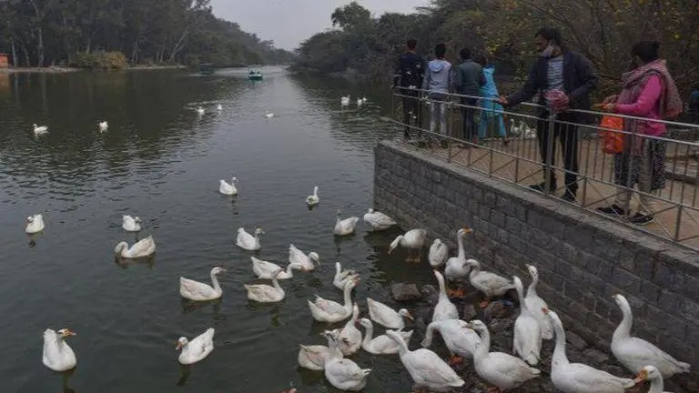 Bird flu: Delhi's Sanjay Lake declared 'alert zone' after 17 more ducks found dead