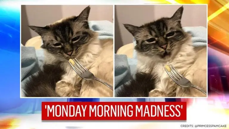 Cat's reaction after smelling macaroni leaves internet in splits, netizens say 'it's a no' cat