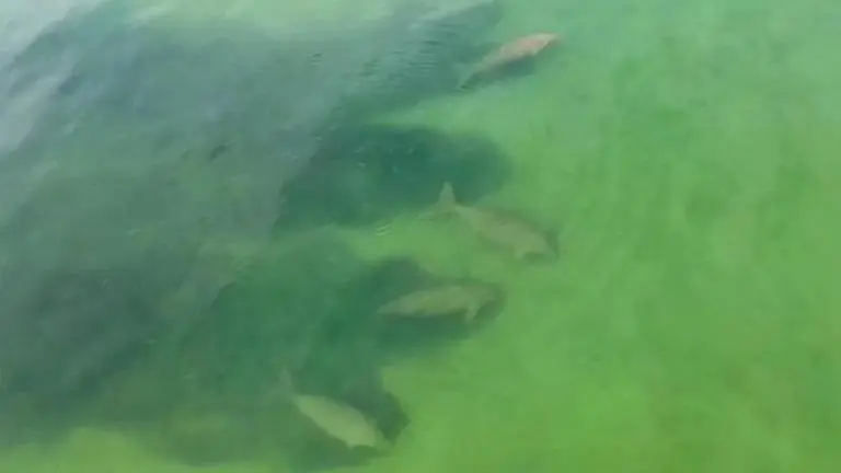 Thailand's tourist drought leaves space for shy sea mammal Thailand's tourist drought leaves space for shy sea mammal