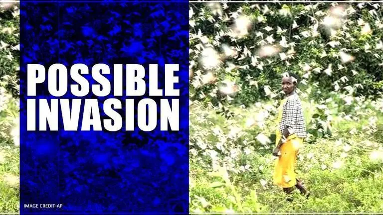 China may face locust invasion, authorities urged to prepare for possible arrival China