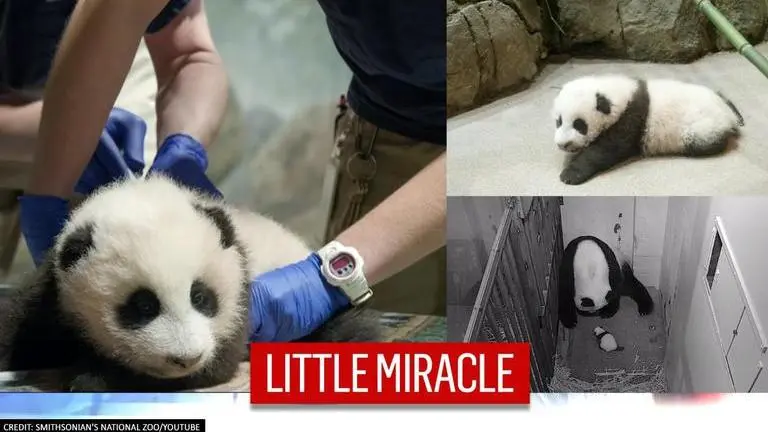 panda cub