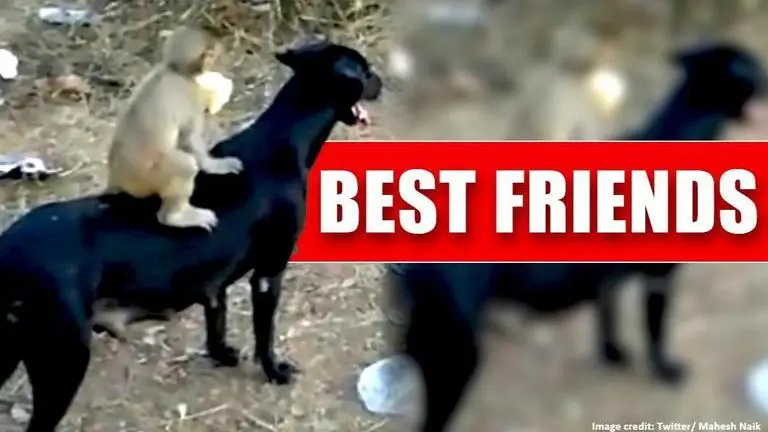 Baby monkey's bond with dog is 'friendship goals', watch video baby monkey