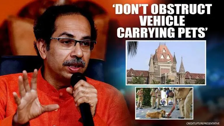 Bombay HC asks Maharashtra govt not to stop vehicles ferrying pets, sick animals Bombay HC