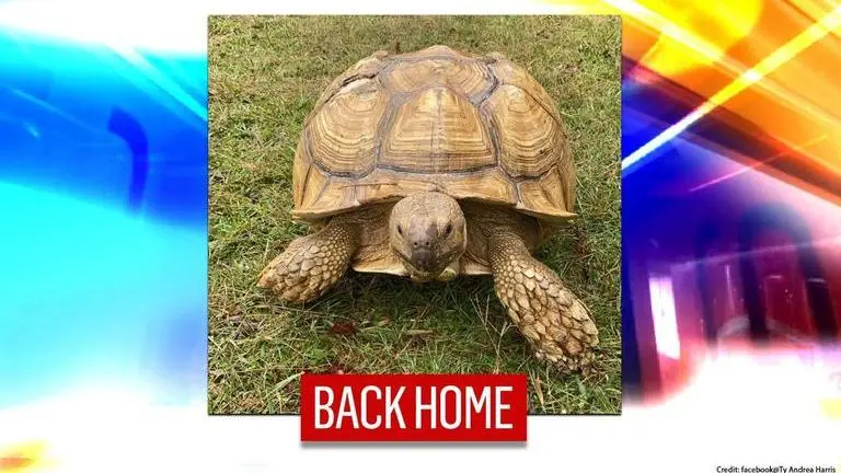 Tortoise returns home two days after going missing, netizens celebrate the 'good news' tortoise