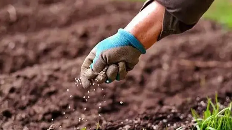 Deepak Fertilisers rallies on hopes of additional orders as China halts urea export Deepak Fertilizer